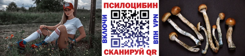 Купить закладки  Бабаево  Псилоцибиновые грибы MAGIC MUSHROOMS 